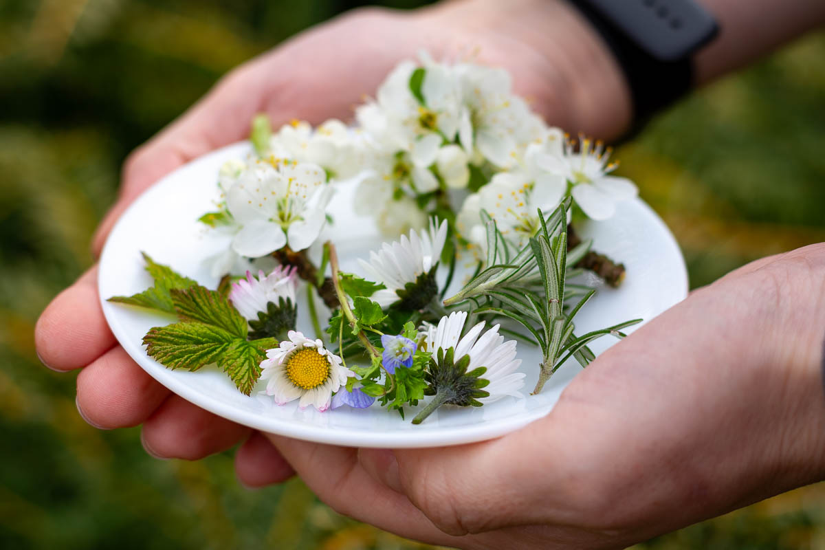 Herbs, blossoms and small leaves gathered in the garden for dying Easter eggs with onion skins. 